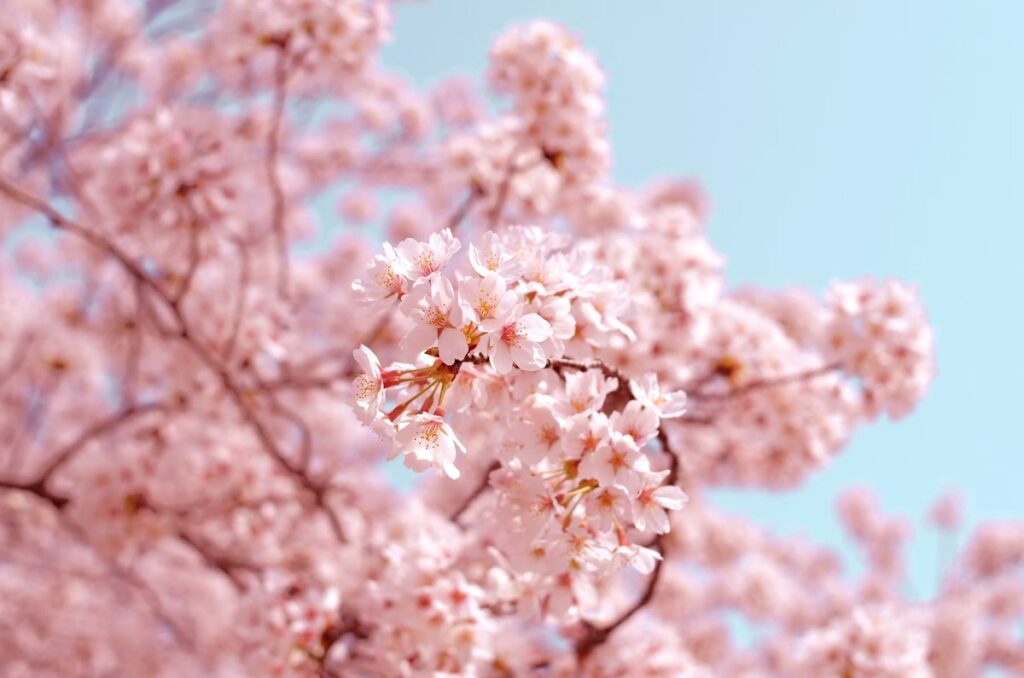 Pink Hikan-zakura cherry blossoms blooming against a blue sky in Okinawa, January