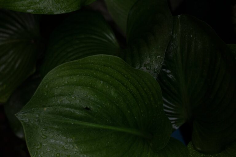 Okinawa Rainy Season Complete Guide: When