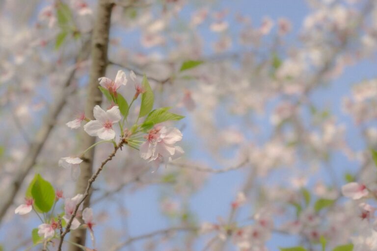Cherry Blossom Photography in Okinawa: 8 Best Spots