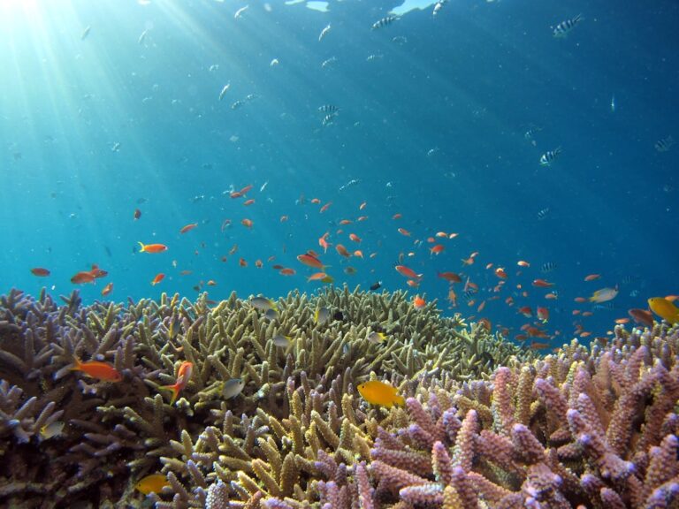 Best Snorkeling Spots in Okinawa: A Local