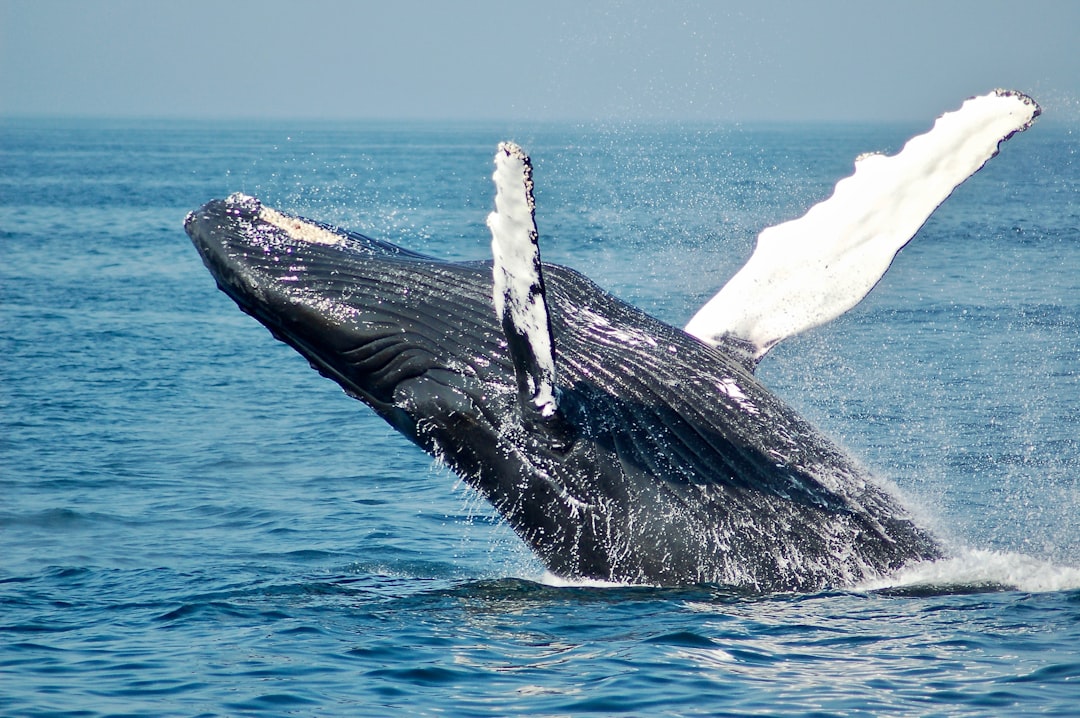 Humpback whale fluke breaking the surface in Kerama Islands waters off Okinawa during winter season