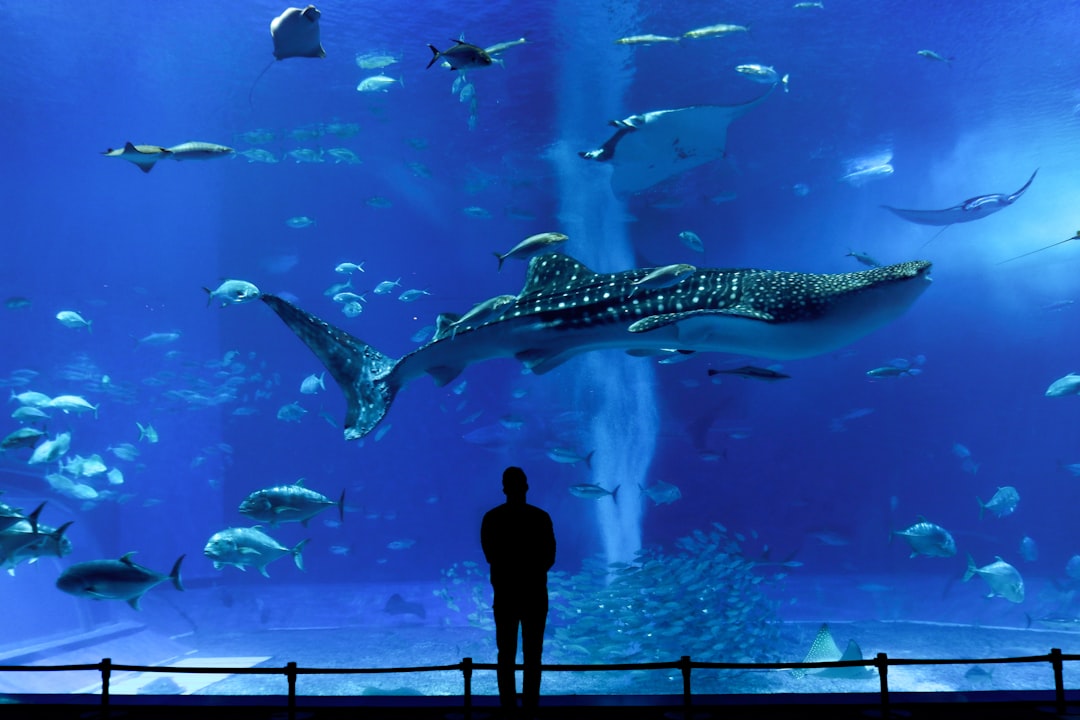 Whale shark and schooling fish inside the Kuroshio Sea tank at Okinawa Churaumi Aquarium in Motobu, viewed from the main window